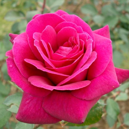 Rosa  Blackberry Nip™ - růžová - Stromkové růže s květmi čajohybridů - stromková růže s rovnými stonky v koruně
